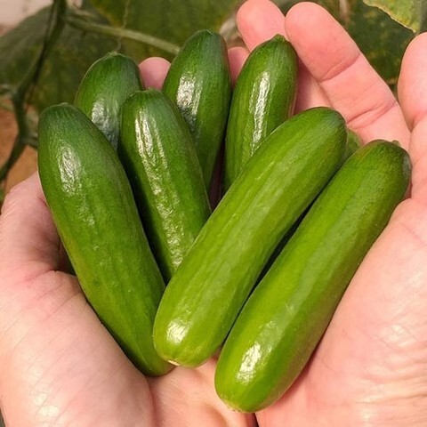 Fairbanks_Fresh's tweet photo. Our new mini cucumber Tiny Tot F1 is showing excellent results in trials to date. Producing uniform, shiny fruit with crispy flesh texture and sweet flavour. This variety has high yield potential of excellent quality fruit.
#snackingcucumber #minicu… https://t.co/FgpFpRVBa9 https://t.co/NNMn9DYBVs