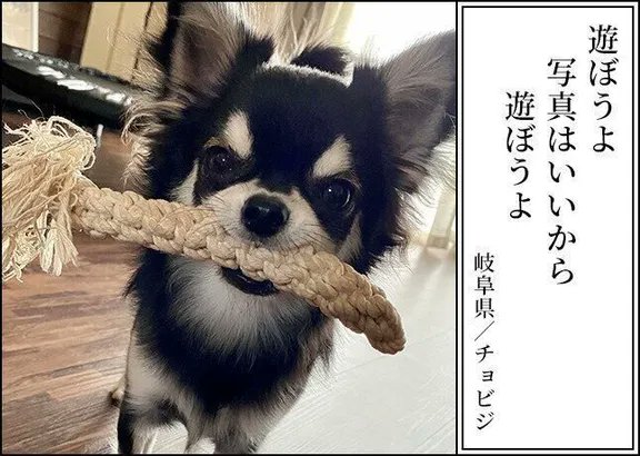 /
第4回 #犬猫あるある川柳 募集中❗️
\
今日は、昨年<第3回>の【犬部門 優秀作品🏅】から一句ご紹介💁
愛犬・愛猫の日常を5・7・5に込めて教えてください❣️
皆様のご応募お待ちしてます😊
🐶応募期間:2022/11/1~11/30
🐱結果発表:2023/1/10
🔻ご応募はコチラから🔻
https://t.co/VtBeFNNV7B