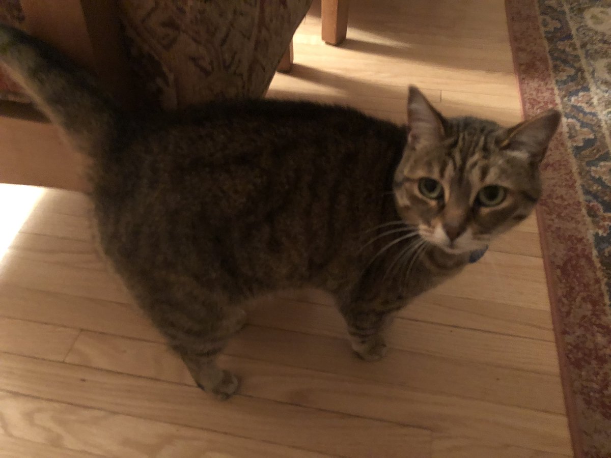 CricketHBCat's tweet photo. I hear Twitter is imploding so I just wanted to assure you all that I’m still here, and I will survive. There is now a second little human in our house, and the first little human desperately wants to amputate my tail, but I will survive! #AdventuresOfCricket #ValleyAngliCat 😸 https://t.co/V44PQj3aNr