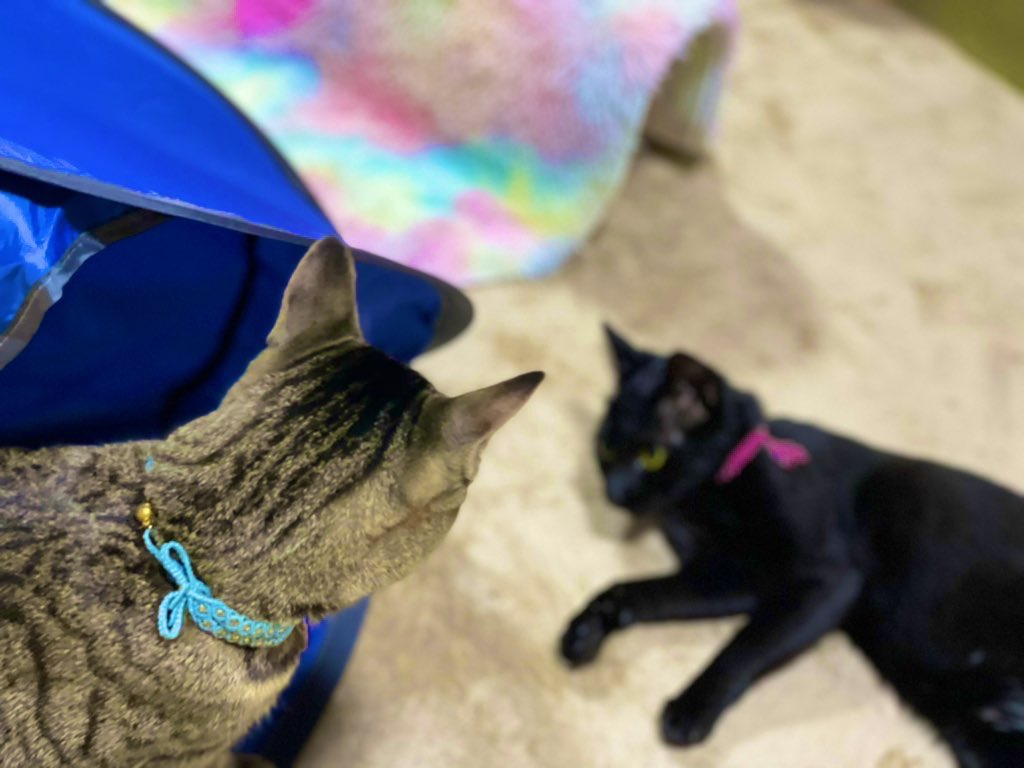 ポップアップテント⛺️を必死に押さえ込みながら畳み方をググっているのに再び広げる方々

#ねこのいる暮らし