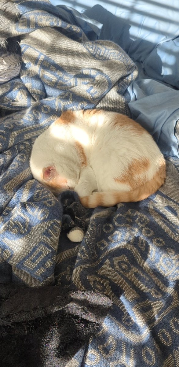 Catherynn_Stars's tweet photo. My perfect angel baby this morning. #cat #perfection #sleepybb https://t.co/m5kcqrGe1b