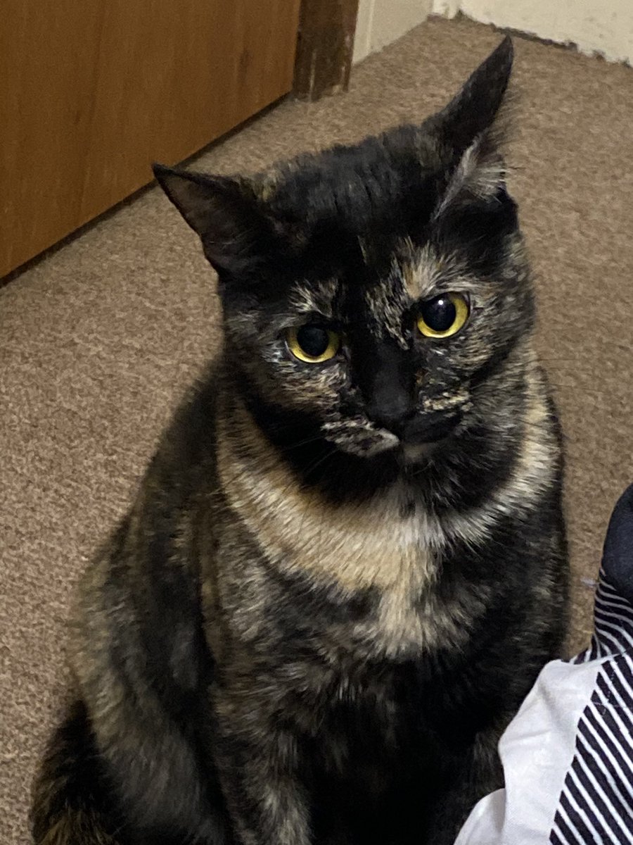 Blanca and Drusilla tweet media