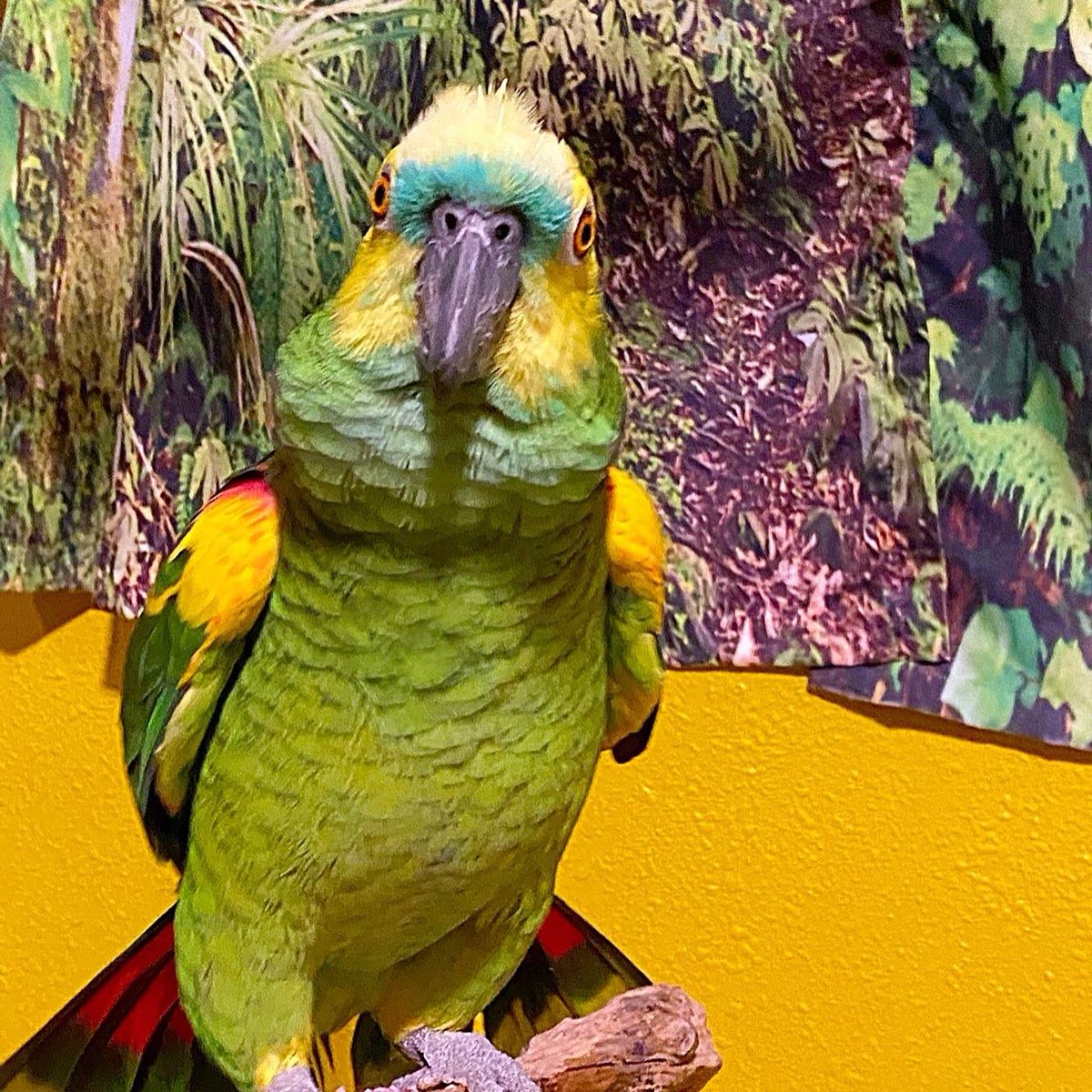 tracicarroll_'s tweet photo. My handsome boy Boo. #boothebluefrontedamazon #amazonparrot #handsomeboy #parrots #birdsofinstagram #tracicarroll #loveyourparrot #texasparrotrescue #bluefronted #bluefrontedamazon #cute #twitter https://t.co/XZ43c3xrbF