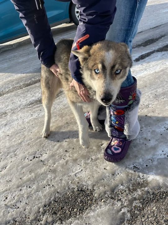 PetRecoveryYYC's tweet photo. FOUND grey/brown & white Husky type dog in #Conrich. Msg Ann if you know pup. If claiming must provide photo id & proof of ownership. Pls rt and share to help find family https://t.co/I8o650tn2F https://t.co/c0B9oysbO2
