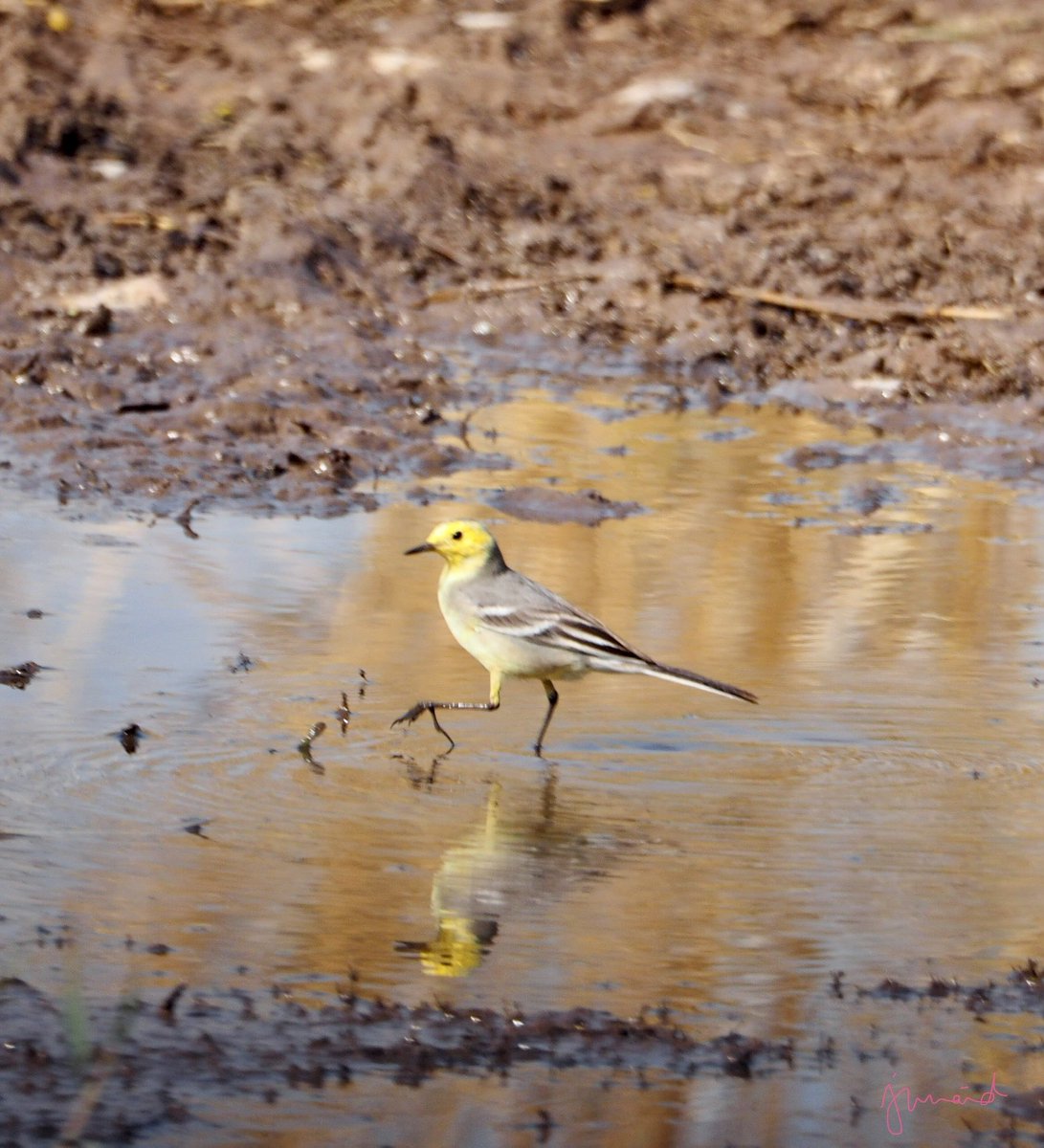 khan210174's tweet image. CITRINE WAGTAIL Motacilla citreola  #Islamabad  #october2020 #birdwatching #birdphotography #birds #birding #BirdTwitter @WWFPak #NatGeoEsp #natgeoindia #DiscoveryPlus #birdsofpakistan @NigeriaBirds