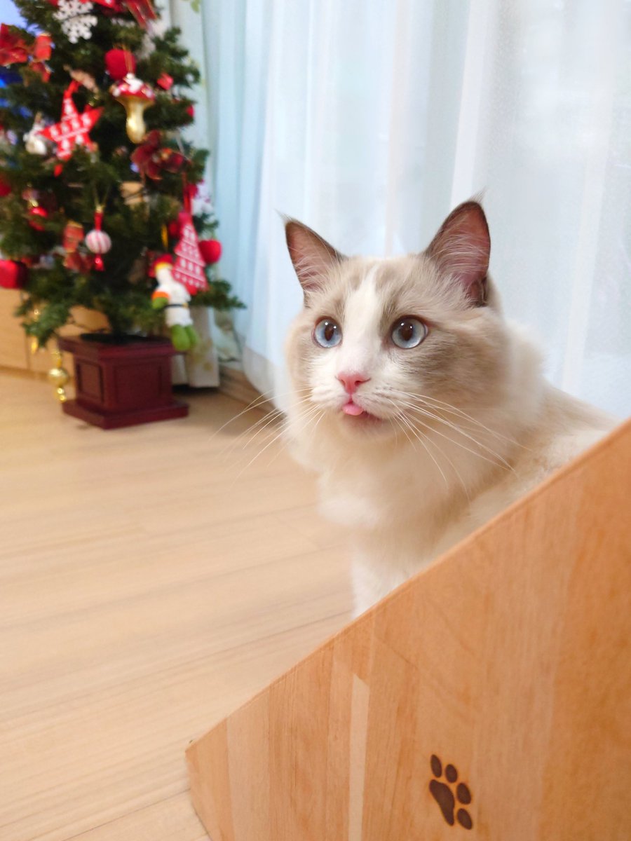 MintRagdoll's tweet photo. クリスマスプレゼント楽しみにゃん😋

#猫 #猫のいる幸せ #ラグドール #cats https://t.co/cLirokCmbm