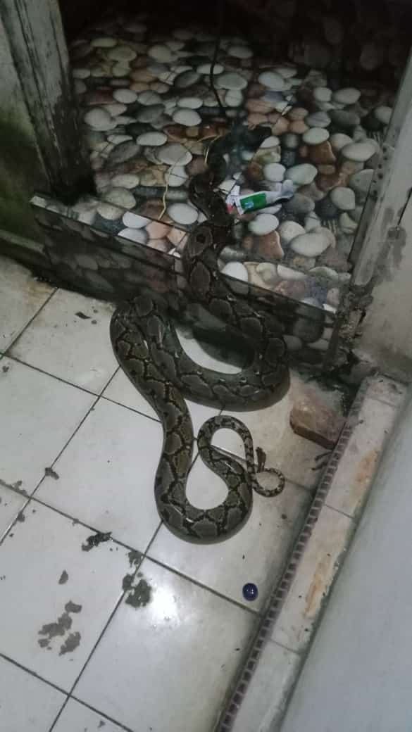 Yudian97035170's tweet photo. @ichannio_21 Masak iyaa ,sm punya ku panjang mana 🤣🤣🤣 https://t.co/D9krcdxO1T