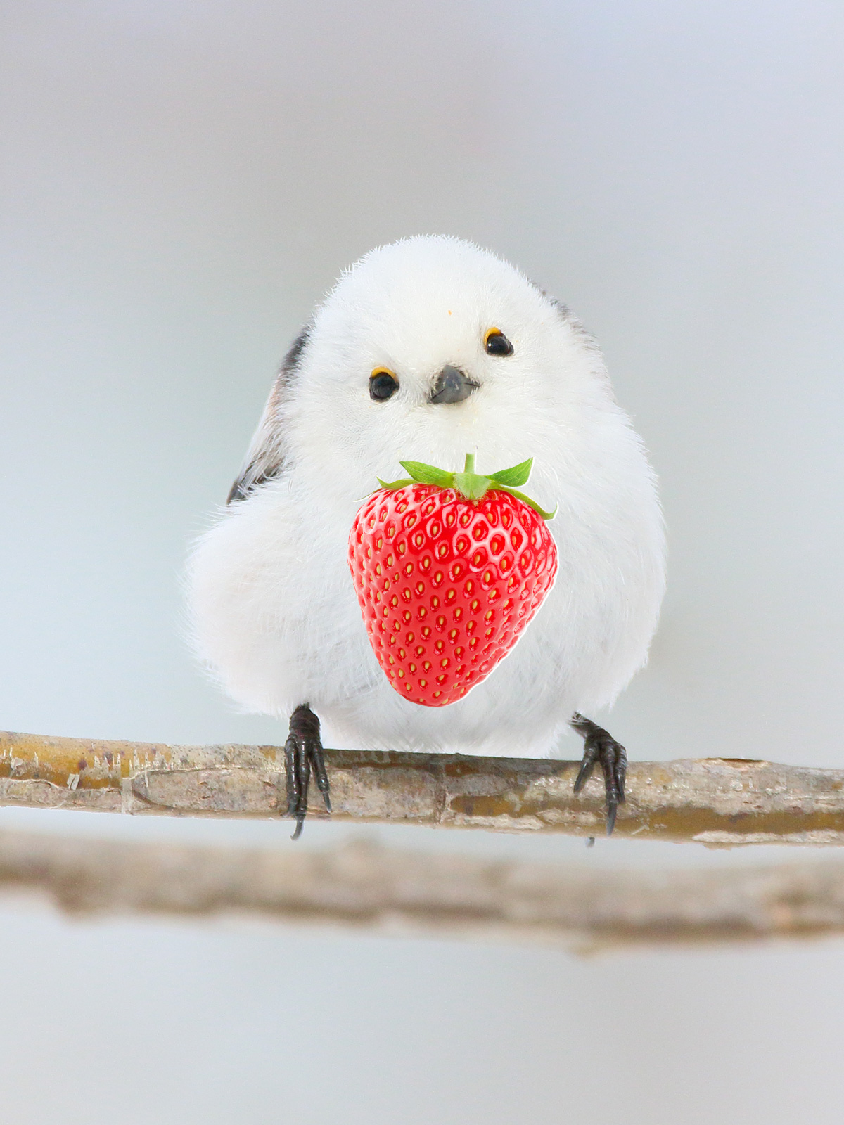 苺カップ♡シマエナガ 苺カップ♡シマエナガ 【公式通販】