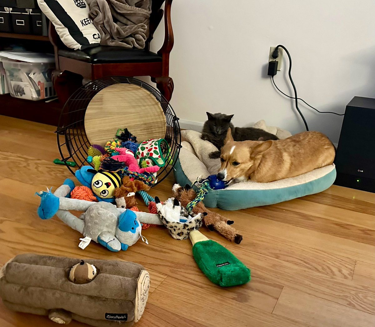 CatBrother has stolen Midge’s bed since it got chilly. But Midge isn’t even mad, she just keeps cleaning him and trying to give him toys to share. #CorgiCrew #corgi #dogsandcatslivingtogether #dogsoftwitter #dogsontwitter
