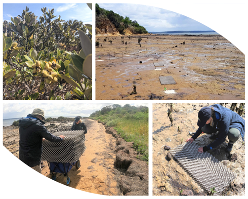 I’m excited for our first #ReGenOurCoasts deployment of biodegradable structures! First time trialling this #restoration method in #mangrove in Australia. Hopefully this will help the little seeds and seedlings stay strong through tides and storms and grow into thriving mangroves
