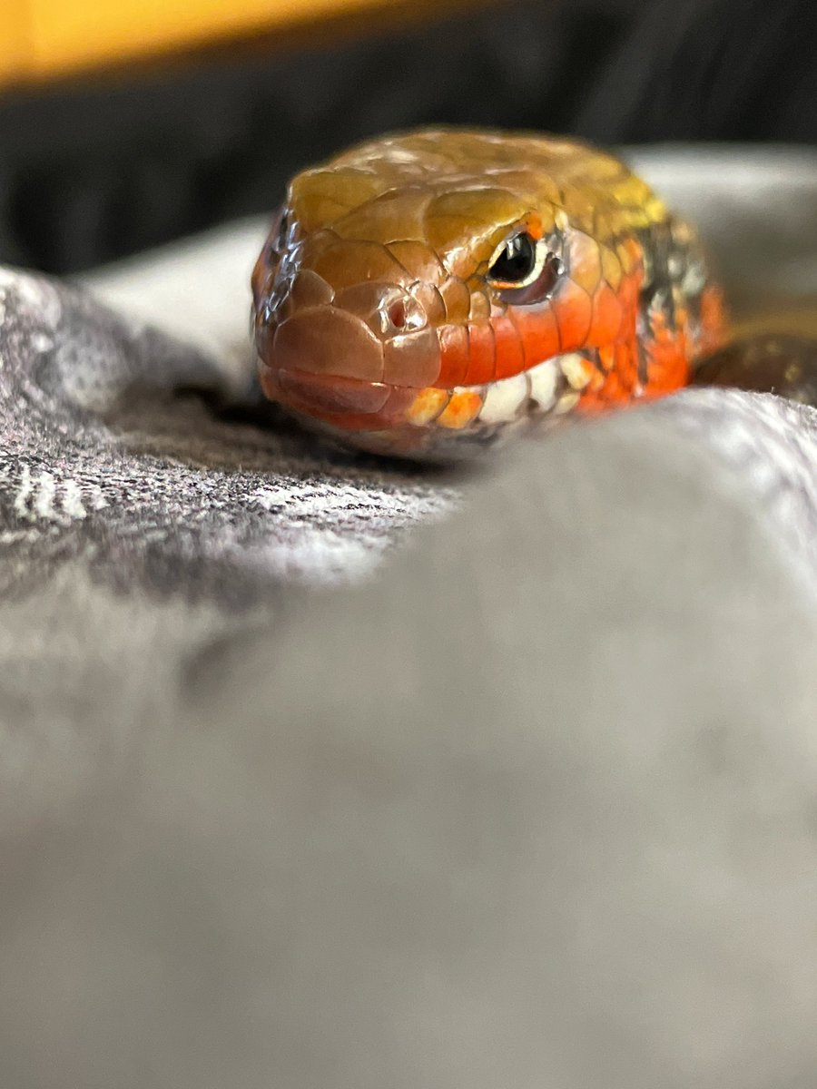 markowenmartin's tweet photo. The #LadyAzula of the #FireSkinkNation was cold recently, because one of her heat lamps had burnt out. I warmed my hands up, picked her up, and she thought I was an *awesome* cuddle partner. https://t.co/URLJ6HM4IG