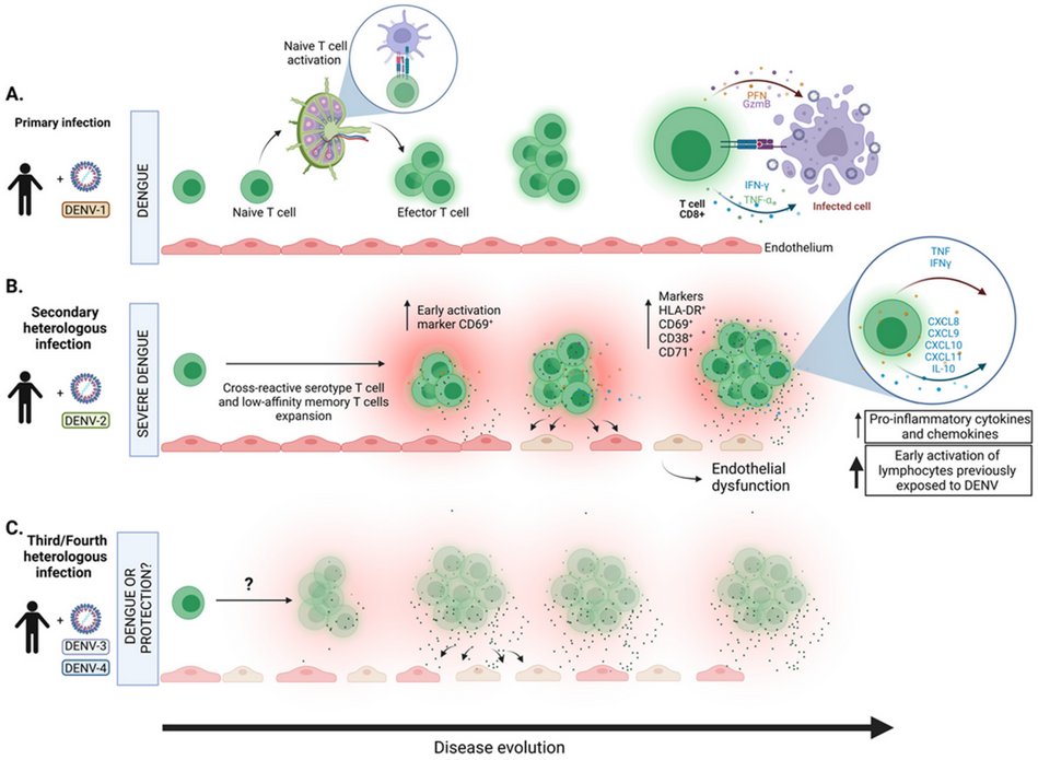 VirusesMDPI's tweet photo. Immune-Mediated Pathogenesis in #Dengue Virus Infection 

🔖New paper published in our #SpecialIssue "Boosting #Flavivirus Research: A Pandengue Net Initiative"

Read it here:
👉https://t.co/pqAD0DRFQg https://t.co/kBy12LFKo5