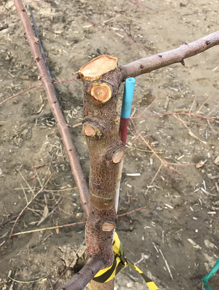 ✂️Choose the best time to prune almond trees, and protect the wounds for 2 weeks when they are most susceptible to canker: bsppjournals.onlinelibrary.wiley.com/doi/abs/10.111…