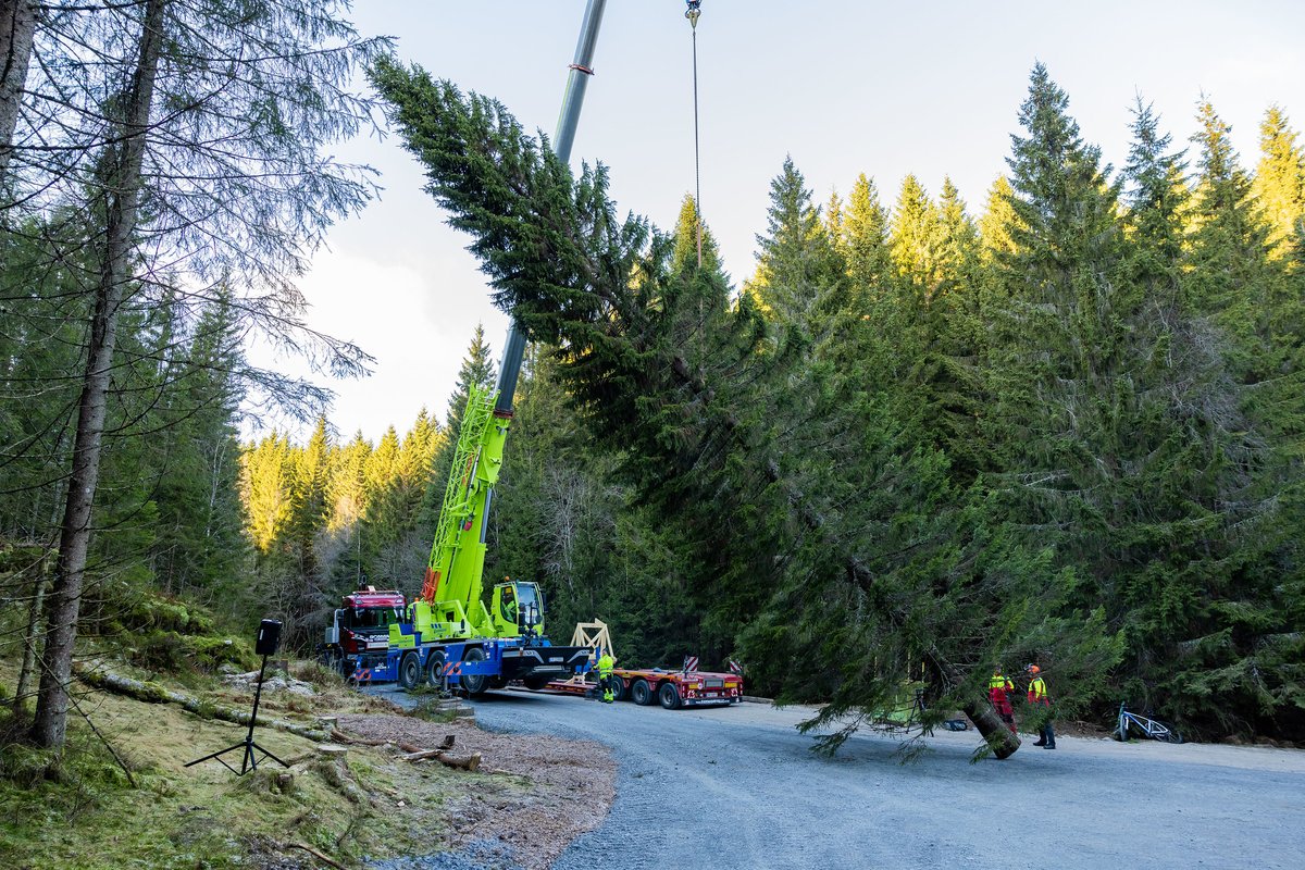 VisitOSLO's tweet image. The Trafalgar Square Christmas tree was cut down in the forests of Oslo this weekend.

Every year Oslo gifts a tree to London as thanks for help Britain provided to Norway during WW2. 
Merry Christmas, Britain 🎄😊

Photos by Sturlason/Oslo kommune
#VisitOslo #TrafalgarTree