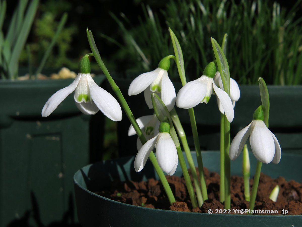 snowdrop様専用 【税込?送料無料】 - mundialexpress.com.br