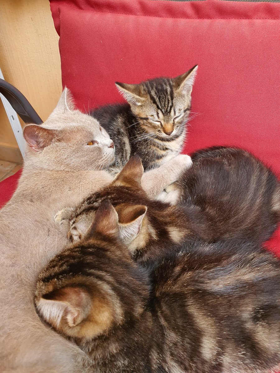 Se regalan estos preciosos cahorritos de gato, mezcla de British shorthair y atigrado gris. Tienen 2 meses, están completamente acostumbrados a los humanos, son super tranquilos y cariñosos, ya comen pienso y usan el arenero. Si le interesa a alguien contactar por privado, thks.