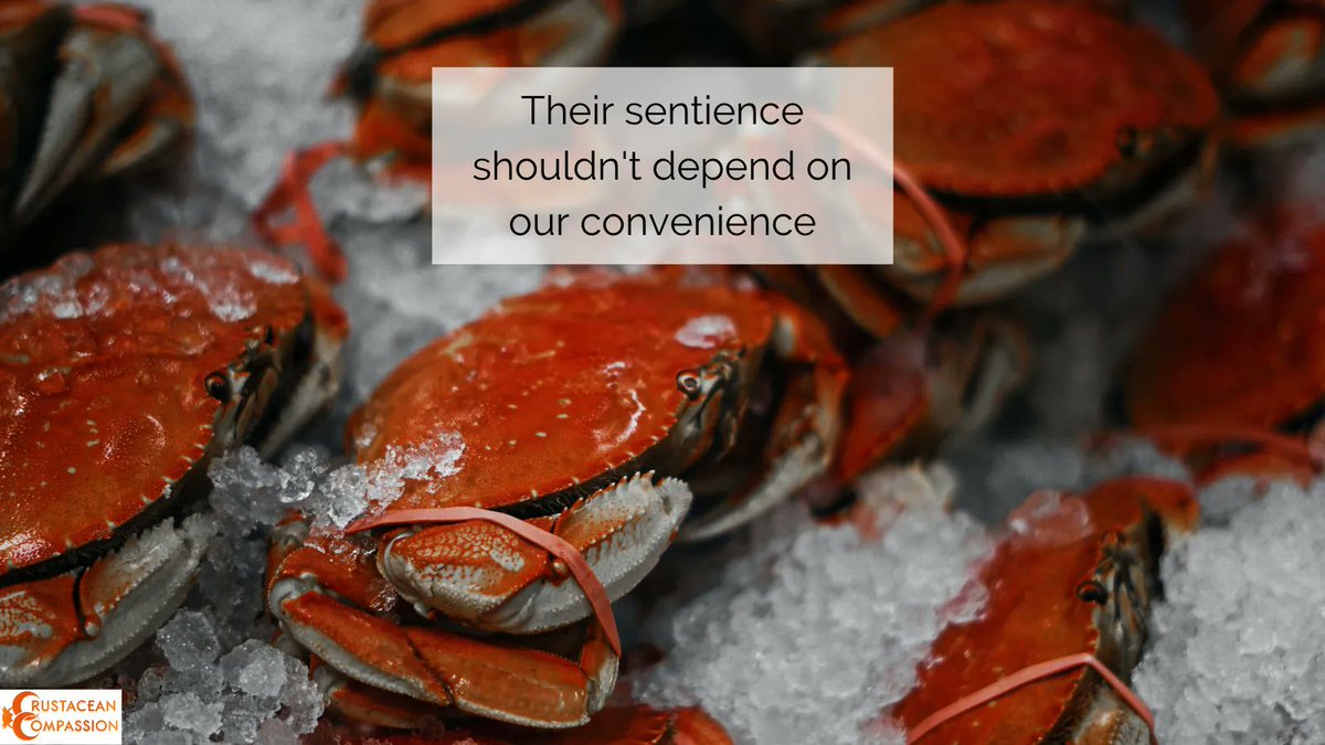 Their sentience shouldn’t be dependent on our convenience