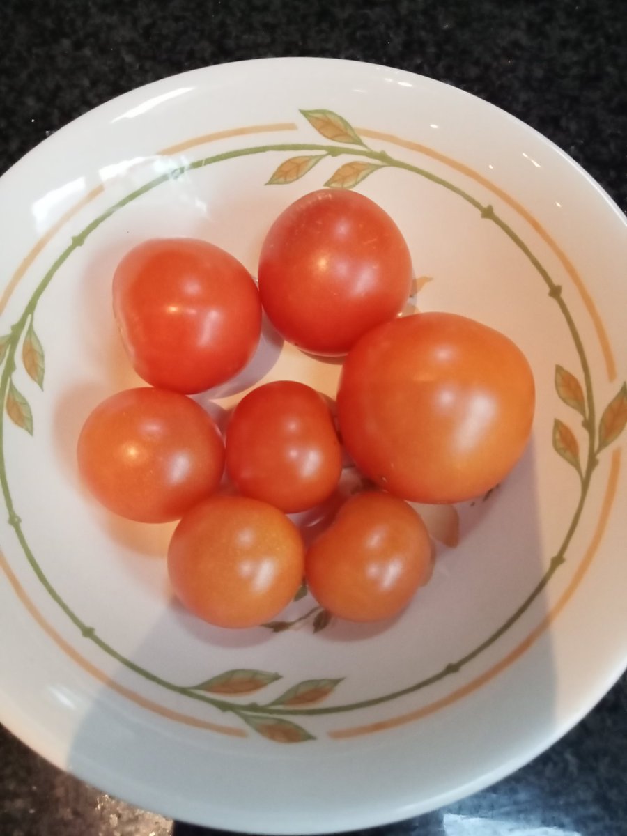 loganjacky's tweet photo. @gregobrien49 Good Morning Greg. Not much sun here, mostly rain mist &amp; a touch of frost -1° to 8°. My Tomatoes were slow to grow, but unbelievably I've just picked the last of them 🍅 #Autumn   #NorthYorkshire https://t.co/7g0RLPqshs