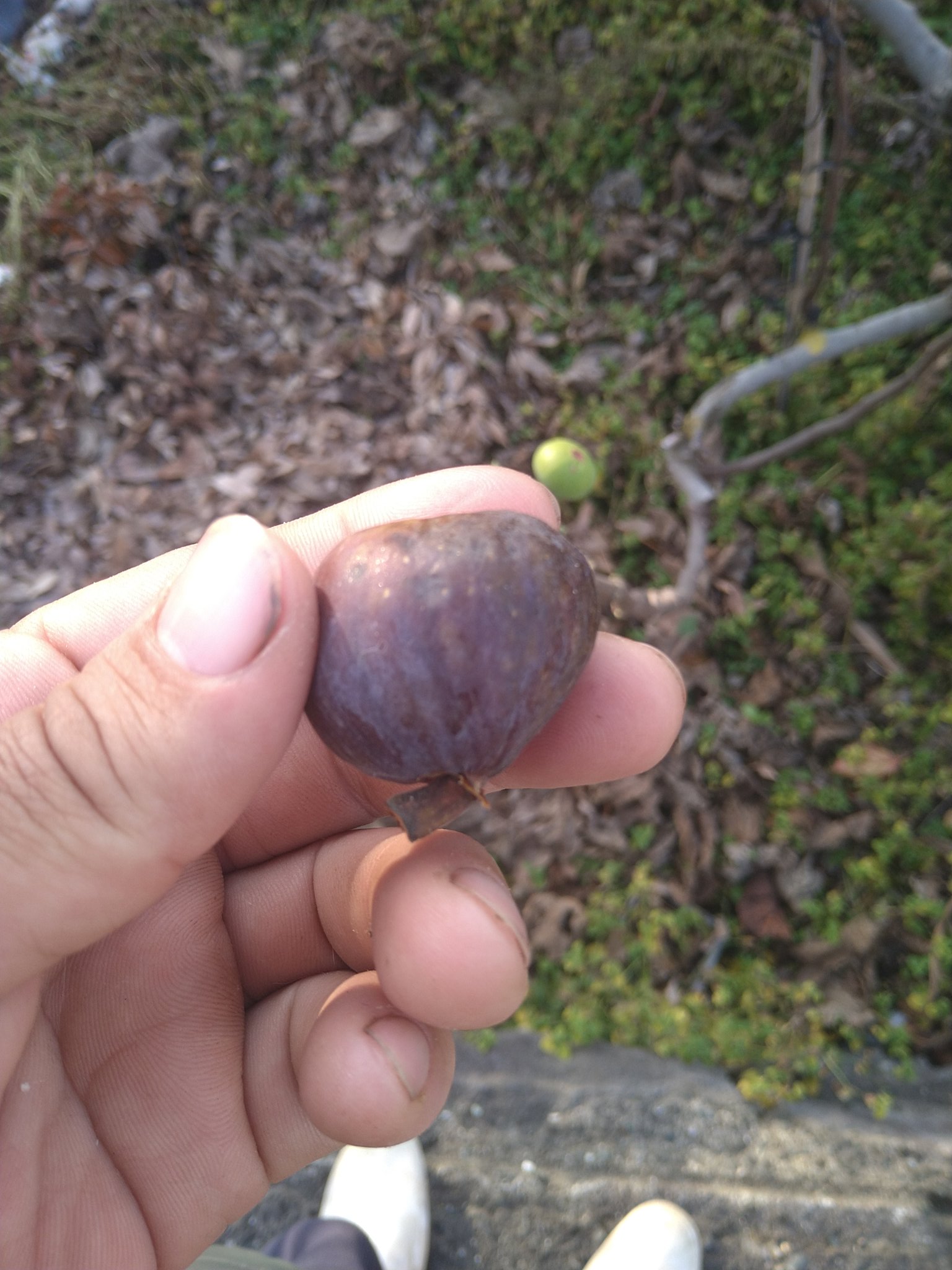 久留米ハニードロップ】糖度ご高くとても美味しい人気品種のいちじく ...