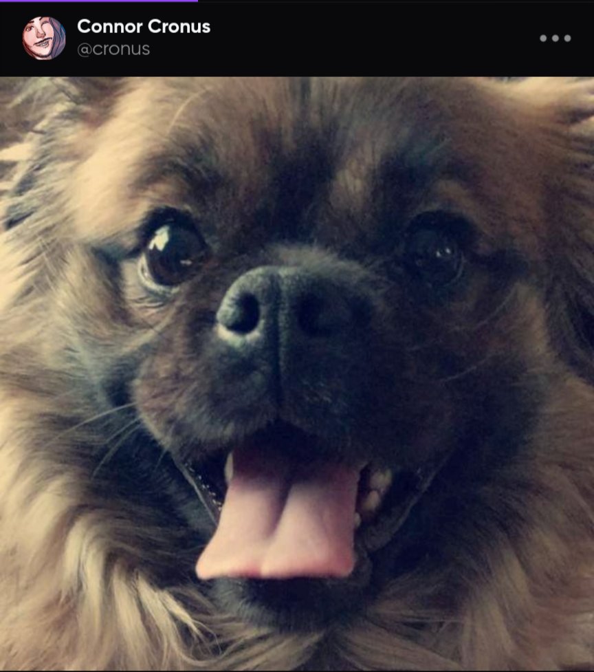 Maybe I'll post more pictures of Simba #Hive hive.page.link/jnoG