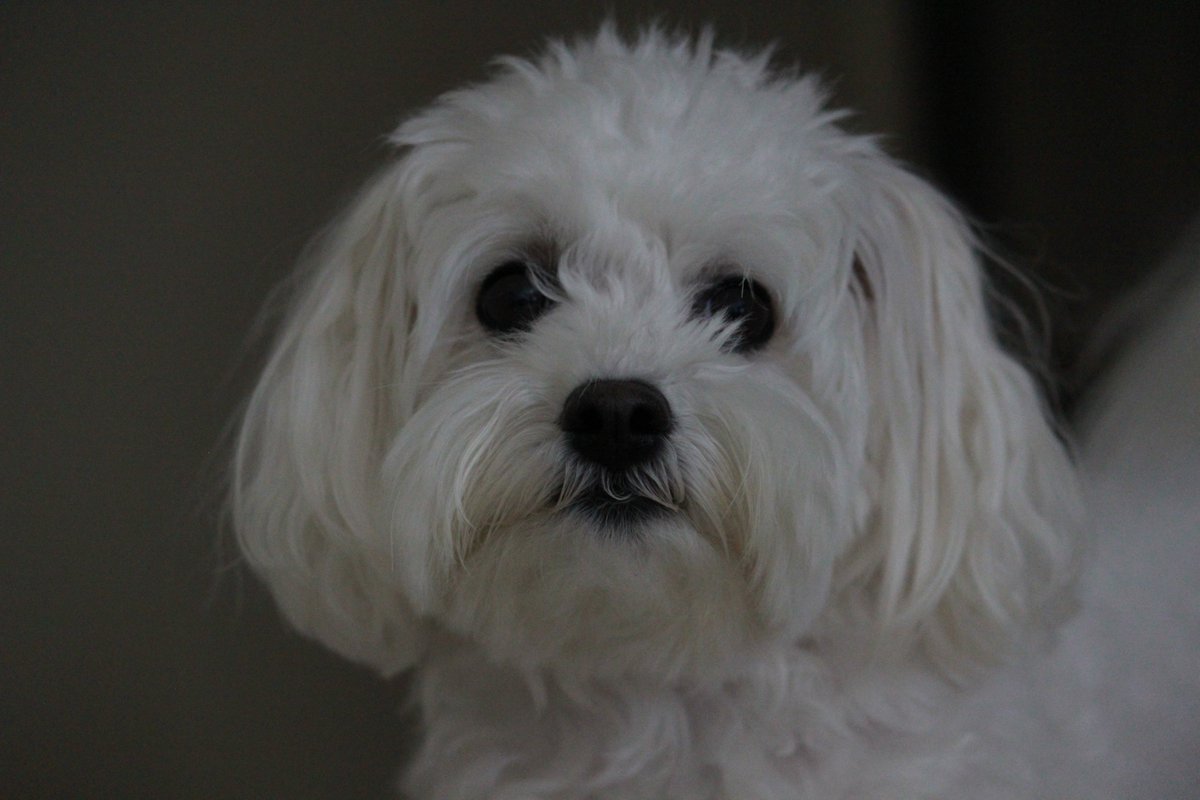 Hey! Gm and have a great day :) 🐾