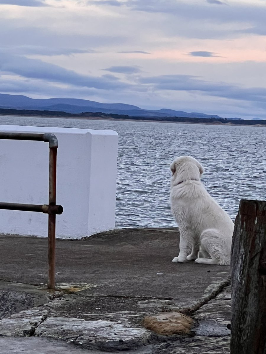 Where is Sammy the Seal this morning? I’ve looked everywhere!
.
.
.

#fonzie #goldenretriever #goldencreamretriever #goldenpuppy #goldenboy #dogsoftwitter #puppiesotwitter #handsomeboy #bestboy #goldencream  #walkies #modeldog #dogoftheday #scottishretriever #creamcake #thefonz