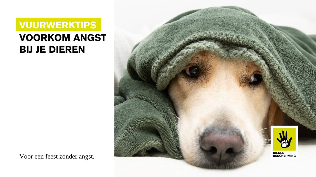 Het einde van het jaar komt alweer in zicht en daarmee helaas ook de overlast van #vuurwerk, met veel angst bij dieren als gevolg. Herken je dit? 

Dan hebben we voor jou onze website met vuurwerktips bijgewerkt. Neem een kijkje voor tips en advies: bit.ly/3Vbbj8H.
