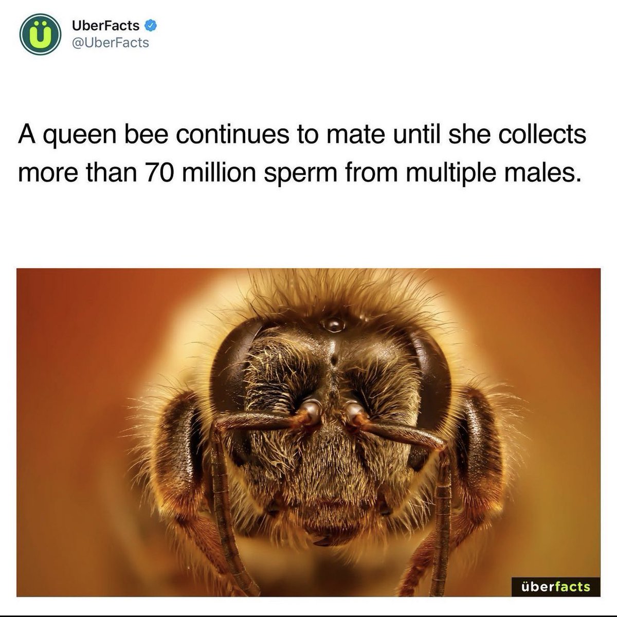 ElJavierJimenez's tweet photo. Today years old when I found out I was definitely a Queen Bee in my past life. 😏😂 https://t.co/p51sVsSZFR