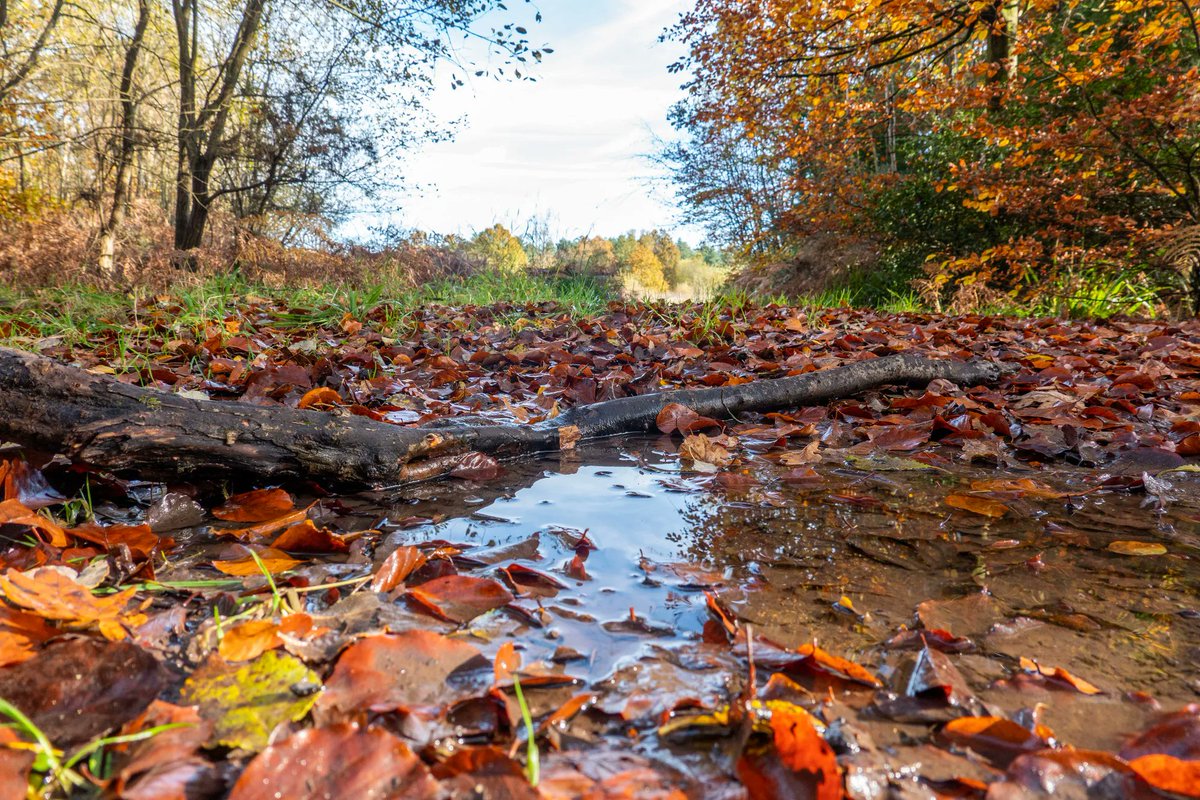 sdnpa's tweet photo. Did you know use of 'Fall' to describe Autumn might derive from old Sussex?⠀⠀
⠀⠀
Prior to the 1500s, this time of year was simply known as 'Harvest.' 

However, 'Fall' replaced 'Harvest' before being superseded by the French-originating 'Autumn.' 

#SouthDowns #Autumn #Trivia https://t.co/ZZFGZjDpl8