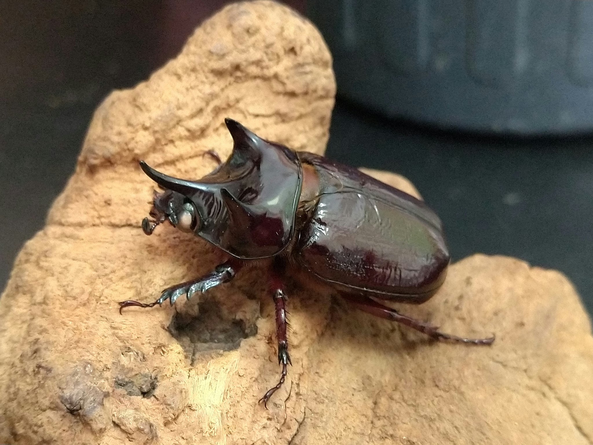 カブトムシ Twitter Search Twitter
