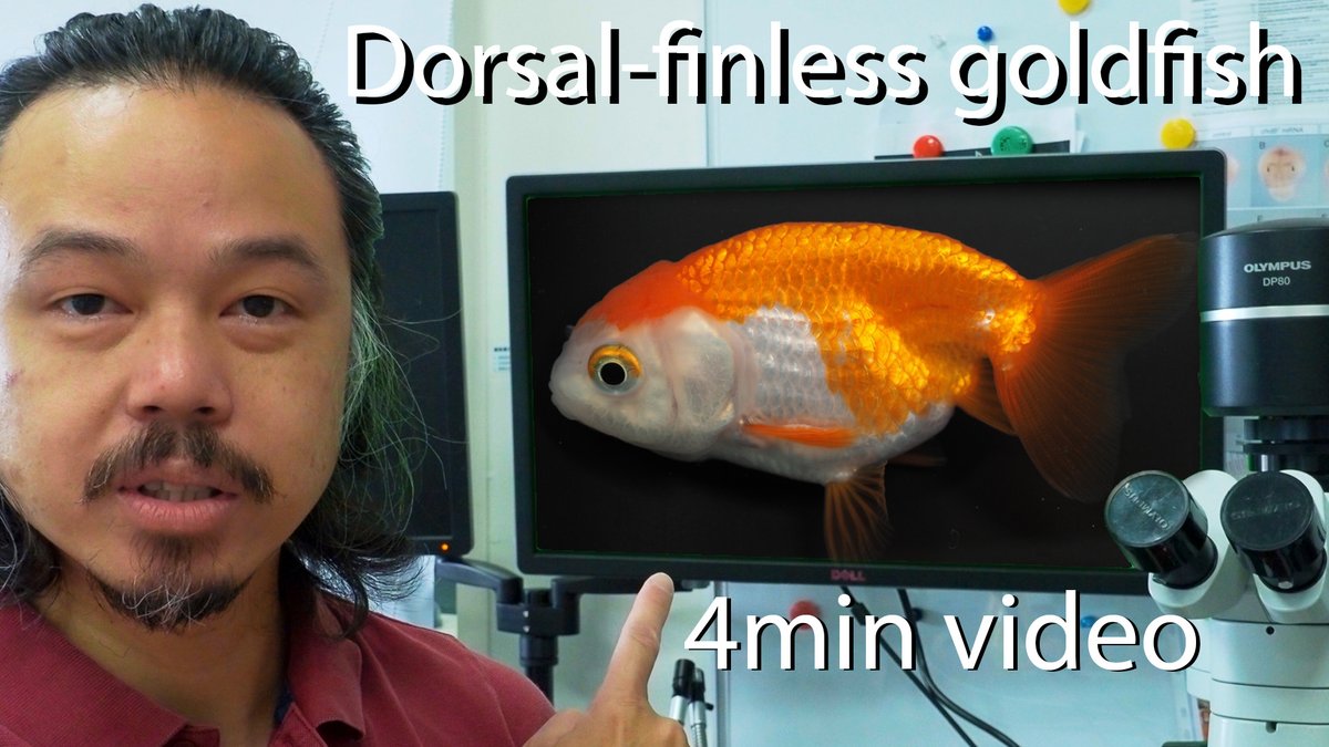 Kinya OTA tweet media