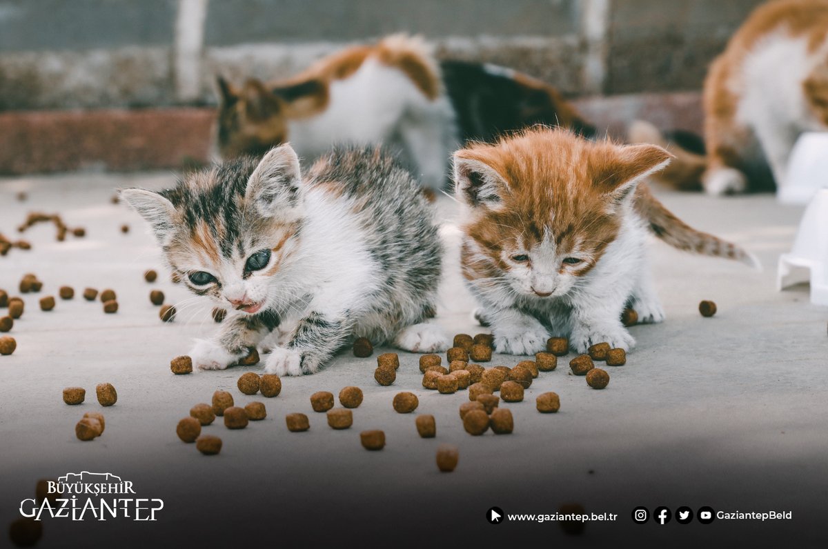 GaziantepBeld's tweet photo. #Günaydın 🌞

Sevimli dostlarımız için kapı önlerimize 1 kap mama 1 kap su koymayı unutmayalım.  🐈

#OnlarBizeEmanet #Pazartesi https://t.co/kfxlUI8diO