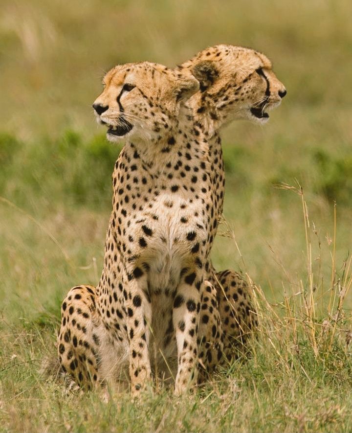 Conjoined twins or art?  
Tricky Maasai Mara 🇰🇪
Photo credit <a href="/ushaharish/">Usha Harish</a>