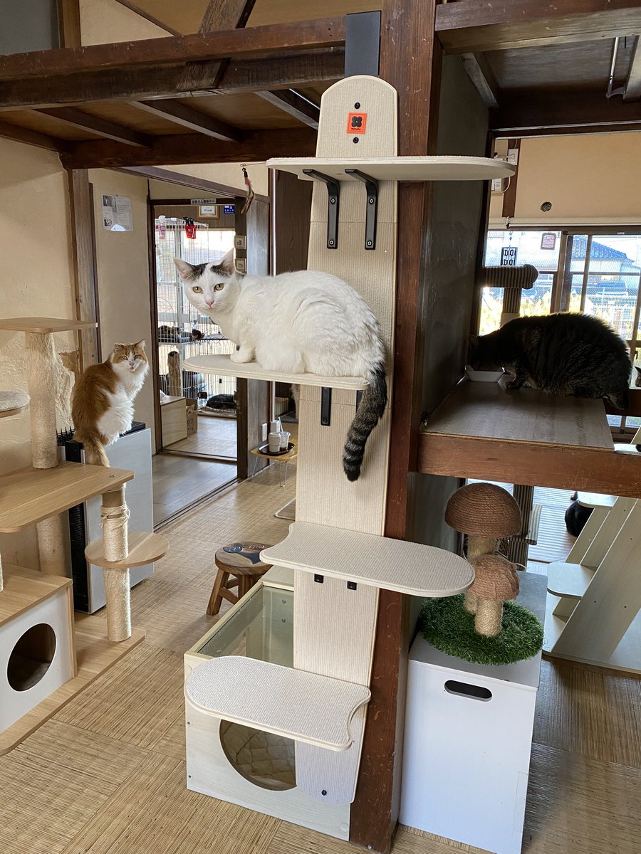 保護猫カフェ【猫の道草】和歌山 tweet media