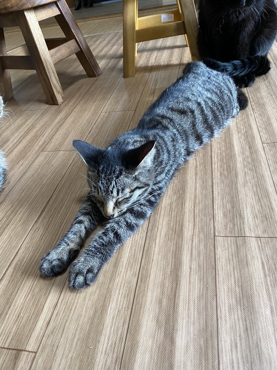 保護猫カフェ【猫の道草】和歌山 tweet media