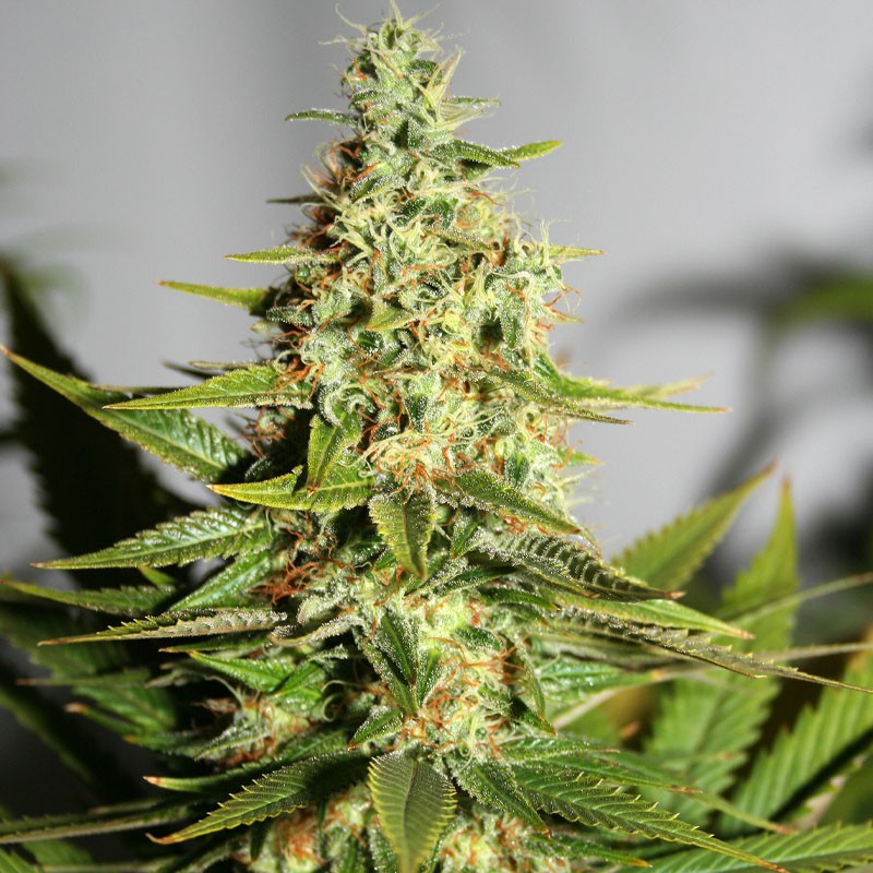 NationalMJNews's tweet photo. Experts say Deep Water Culture is one of the fastest-growing high-yielding cannabis plants.
Read the full article: Can You Improve Your Cannabis Yields Using the Easy Deep Water Culture (DWC) Technique?
▸ https://t.co/g2ZwbLzoRt
#OffersSignificantRewards #18–20°CDue https://t.co/wwvrnLqFr3