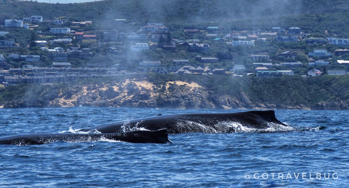 Travelbug Rose🐞 (@gotravelbug) on Twitter photo Another spectacular day out on the ocean with <a href="/Knysnawhales/">Ocean Odyssey whale watching Knysna</a>
Watching the humpbacks slowly making their way back to the Antarctic summer.
#Knysna #GardenRoute
<a href="/visitknysna/">Visit Knysna</a> <a href="/ExploreKnysna/">Explore Knysna</a> <a href="/TourvestDM/">TourvestDM</a> <a href="/Tourism_gov_za/">Dept of Tourism</a> <a href="/GoSocialSA/">Jacqui Kimmel</a> <a href="/gotosouthafrica/">VisitSouthAfrica</a> Another spectacular day out on the ocean with <a href="/Knysnawhales/">Ocean Odyssey whale watching Knysna</a>
Watching the humpbacks slowly making their way back to the Antarctic summer.
#Knysna #GardenRoute
<a href="/visitknysna/">Visit Knysna</a> <a href="/ExploreKnysna/">Explore Knysna</a> <a href="/TourvestDM/">TourvestDM</a> <a href="/Tourism_gov_za/">Dept of Tourism</a> <a href="/GoSocialSA/">Jacqui Kimmel</a> <a href="/gotosouthafrica/">VisitSouthAfrica</a>