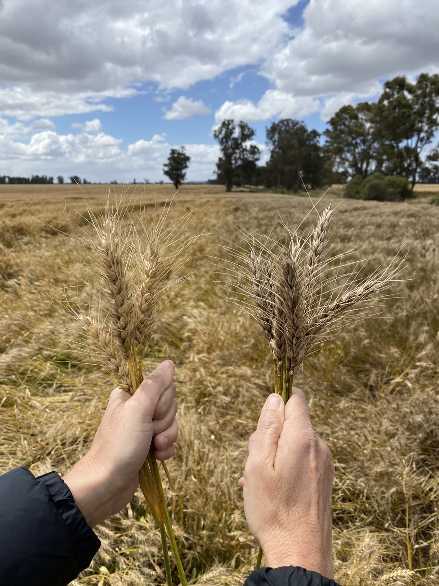 sprayoperator's tweet image. The value of one well timed fungicide at flag emergence on left ⁦@gooden_heidi⁩ #catapult #amistar