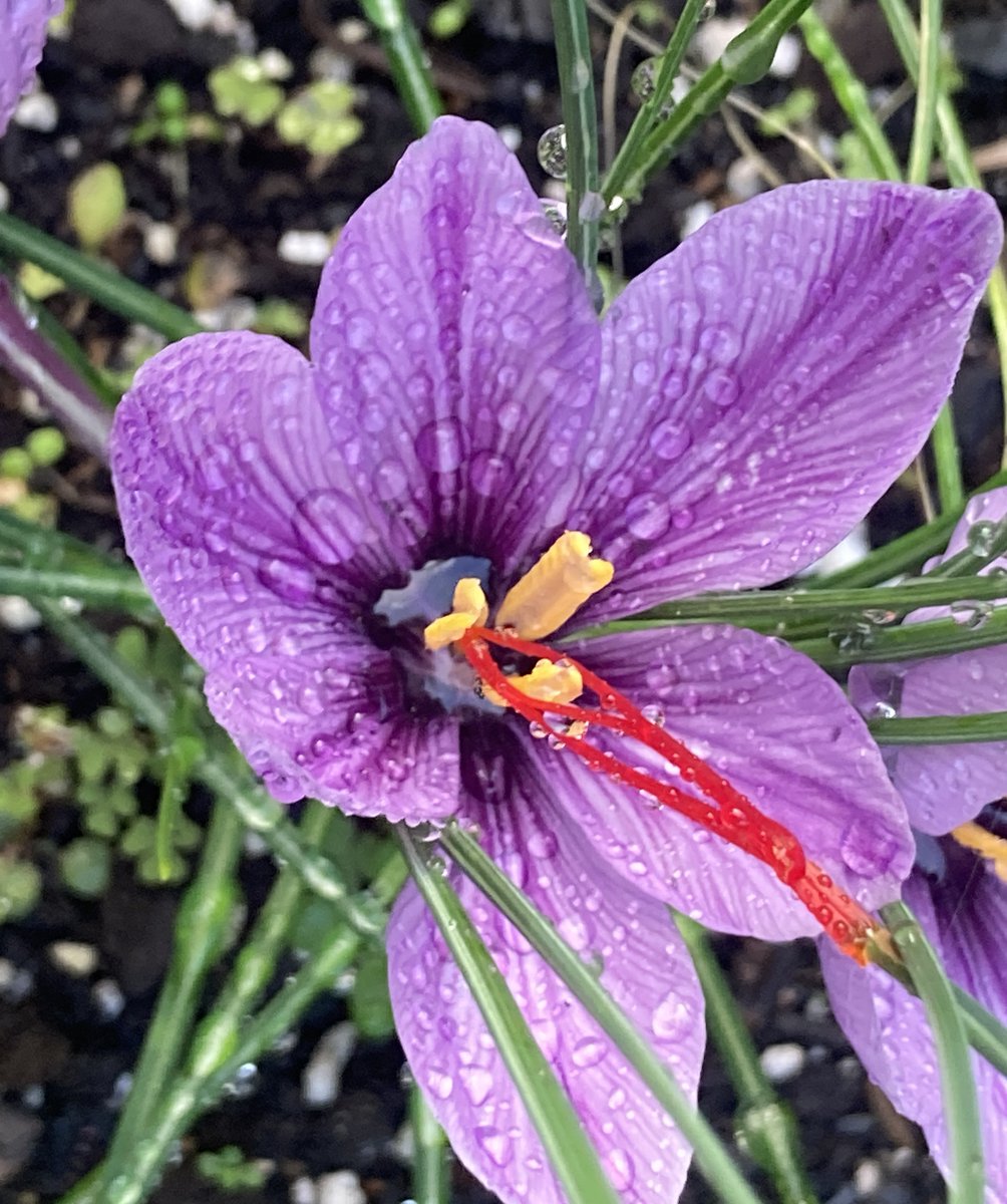 stephenbannasch's tweet photo. @KateRoseBee Grew this in WesternMA this fall ... almost 1/2 gram ;-) https://t.co/SxuWR5Hsru