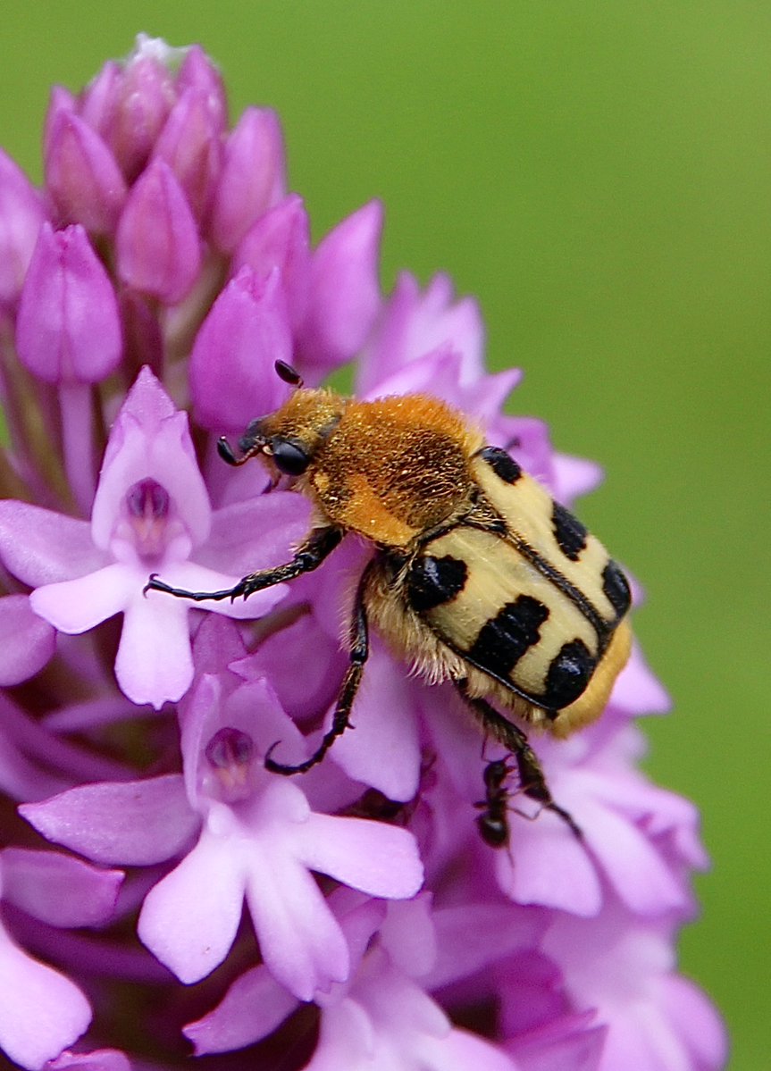 [Souvenirs de printemps] . Trichie fasciée sur Orchis pyramidal. #Coléoptère #OrchidéeSauvage #Jardin.