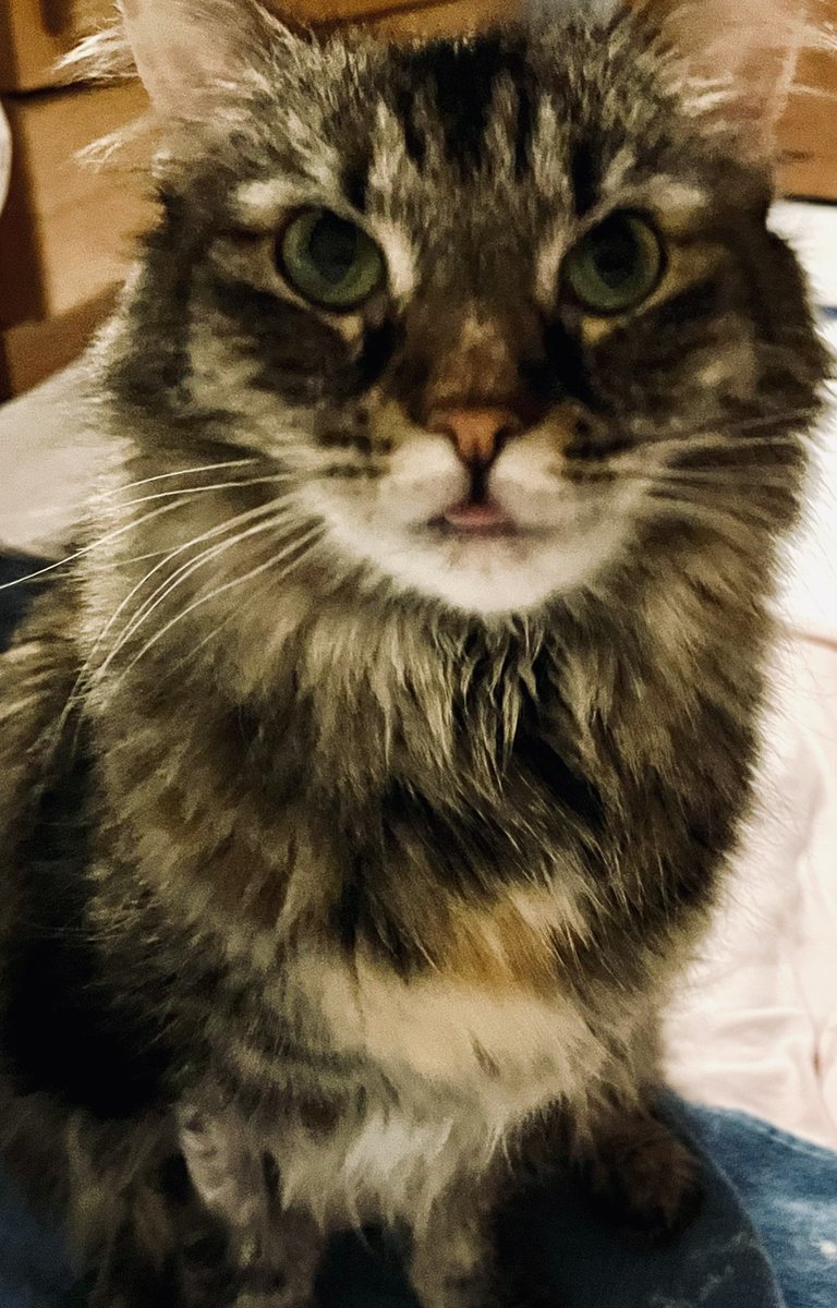 UpuQue's tweet photo. If you were hoping to scroll through &amp; see a cat update, you're welcome #CocoCat #ArchieCat #LiddyCat #Cat #Cats #CatsOfTwitter https://t.co/hByBgz4YUH