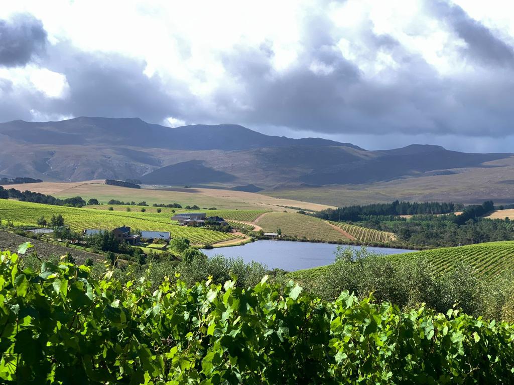 creationwines's tweet photo. A stunningly beautiful capture of Creation by neighbours on their early morning bike ride! 🌿💫

#lovecreationwines #Creationnation #Naturepure #Sustainability #mondaymotivation #mondaymagic https://t.co/lbDBV5EN1h