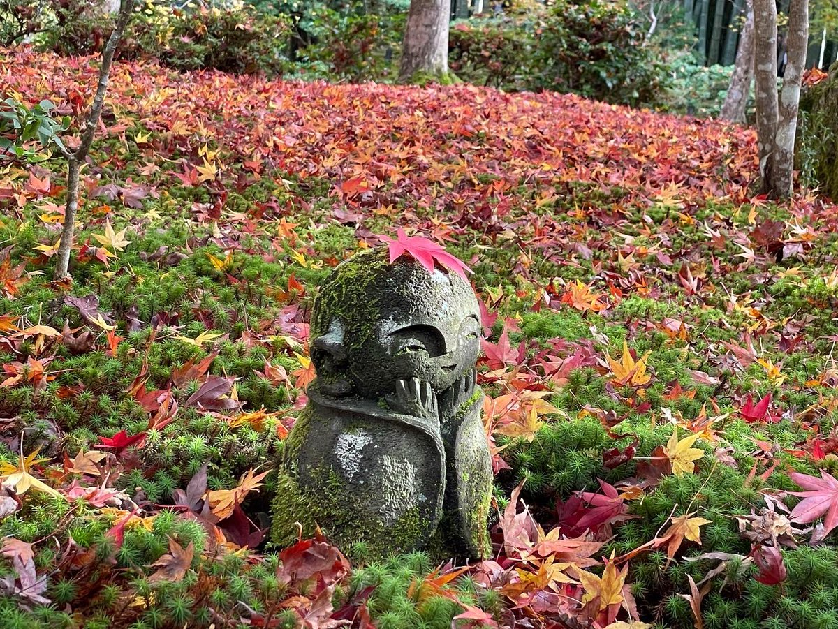 piyo810's tweet photo. 瑠璃光院に行ったついでに「圓光寺」の秋の特別拝観にも行ってみました(事前予約が必要です)
圓光寺は敷地が広くて、枯山水だったり紅葉だったり竹林だったり色々バラエティに富んでいます
#圓光寺 #圓光寺の紅葉 #圓光寺のお地蔵さん #enkoji #enkojitemple #京都観光 https://t.co/nZhJCxceZZ