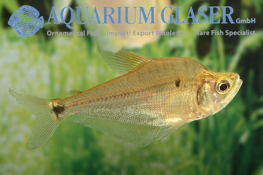 aquariumglaser's tweet photo. #Charax cf. #michaeli
find more details and pics @ https://t.co/kgExUnuDLM https://t.co/VCyZHFbTEo