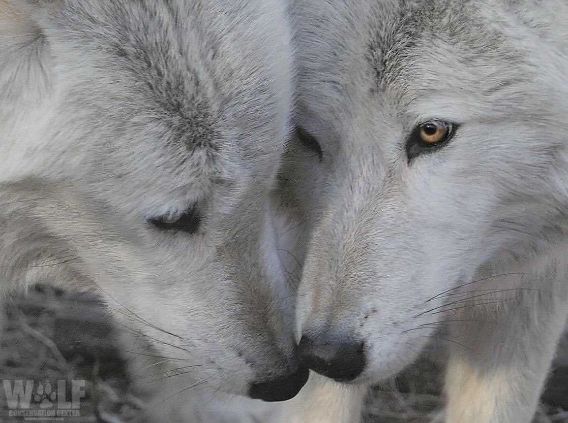 🧡 Diffondete l'amore ovunque voi andiate 🧡
-- Madre Teresa di Calcutta --
-- Pic: Wolf Conservation Center -- Buon inizio di settimana a tutti ☺️🐾💞🍁☕️  #MondayMood #GoodMorningEveryone #BuongiornoATutti