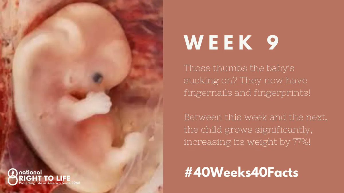 nrlc's tweet photo. Week 9
By this point, the tiny one can start sucking its thumb. On that thumb? A fingernail. Fingernails and even fingerprints are developed!
Between this week and the next, the child will grow significantly, increasing its weight by 77%! #40weeks40facts https://t.co/tNsXo5dvlm