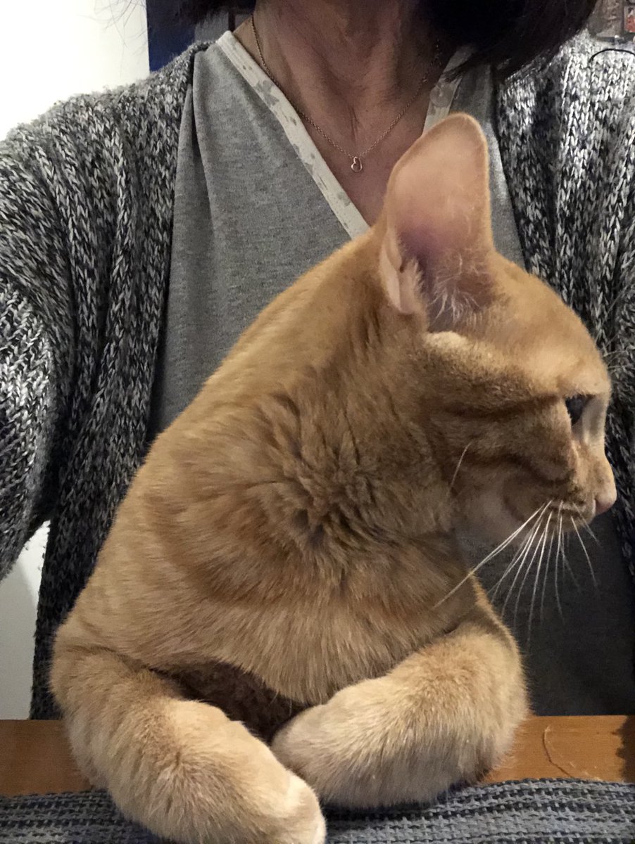VaniaFoglietta's tweet photo. #Bob 🧡 e la colazione del lunedì #malabellezza?? https://t.co/w4nj2swsqz