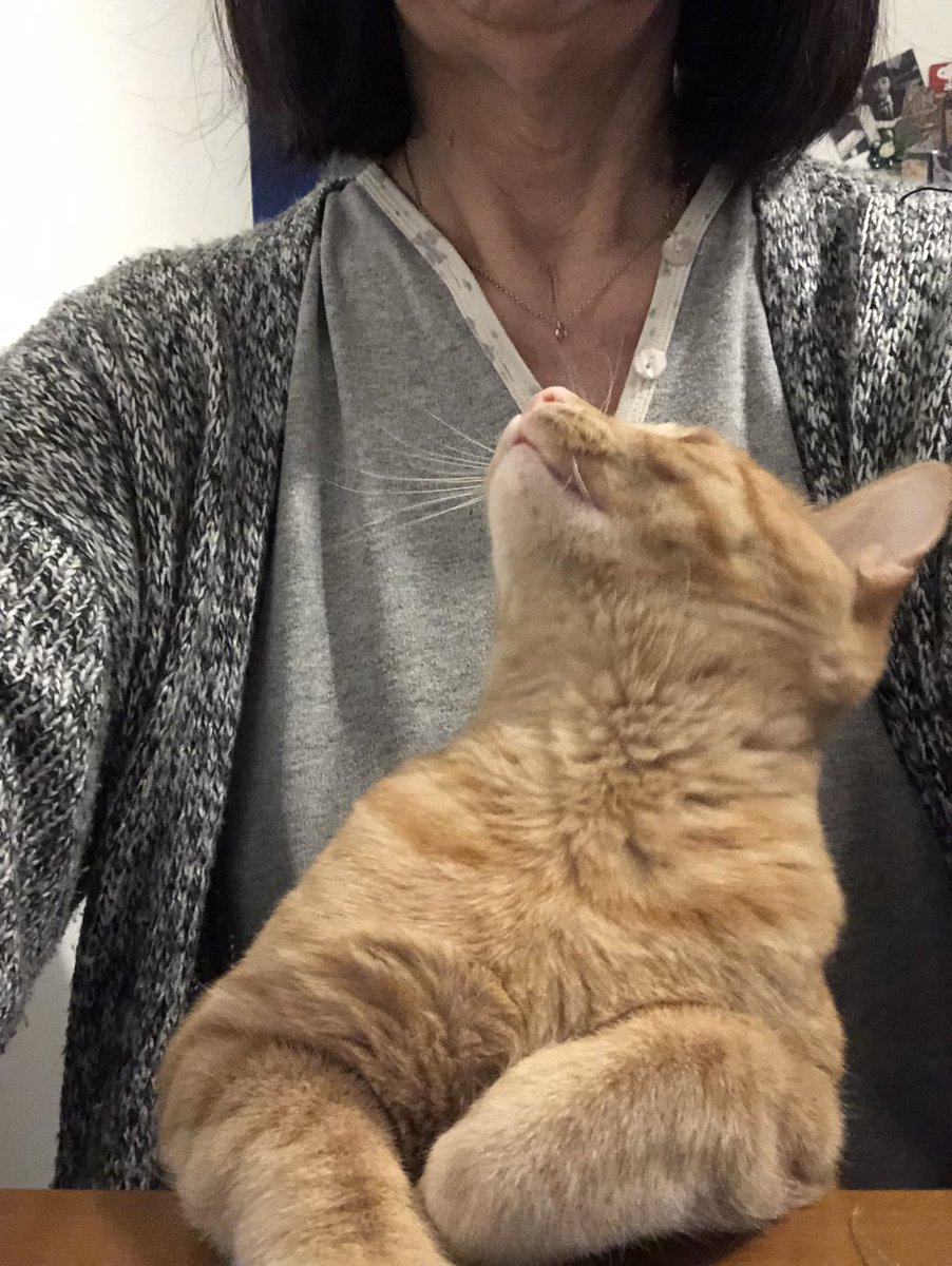 VaniaFoglietta's tweet photo. #Bob 🧡 e la colazione del lunedì #malabellezza?? https://t.co/w4nj2swsqz