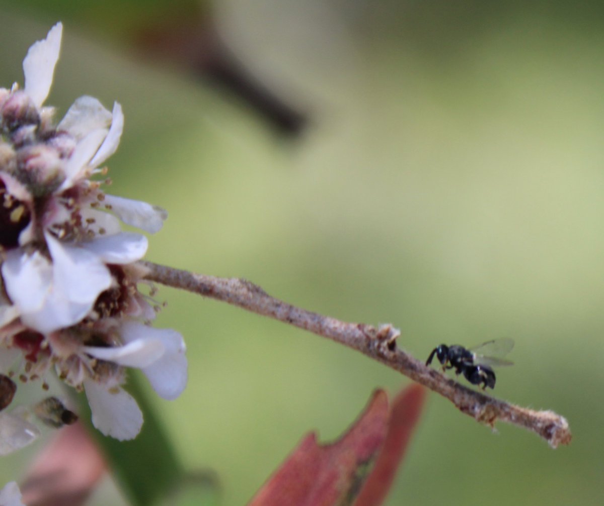 waspwench's tweet photo. The tiniest of tiny newest friends found today! Ooof! I suspect a wasp! Potentially a parasitic Brachymeria spp. but that is just a stab (or sting) in the dark based off the internet. What a beautiful little babe.
#wasps #ozpollinators #agonis #tinyinsects #wings #insects https://t.co/fR7SaElGj6