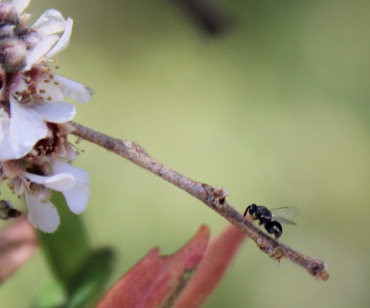 waspwench's tweet photo. The tiniest of tiny newest friends found today! Ooof! I suspect a wasp! Potentially a parasitic Brachymeria spp. but that is just a stab (or sting) in the dark based off the internet. What a beautiful little babe.
#wasps #ozpollinators #agonis #tinyinsects #wings #insects https://t.co/fR7SaElGj6